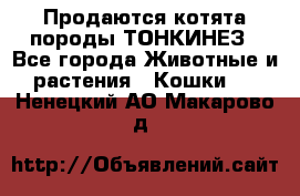 Продаются котята породы ТОНКИНЕЗ - Все города Животные и растения » Кошки   . Ненецкий АО,Макарово д.